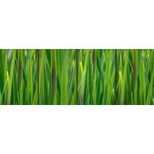 Green Grass Gradient Wall Mural