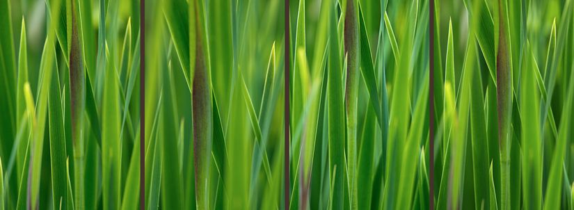Green-Grass-Gradient-Wallpaper-Mural