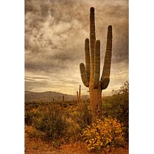 Desert Sentinels - Sepia Wall Mural