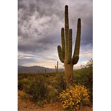 Desert Sentinels Wall Mural