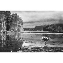Magical Morning - Black And White Wall Mural