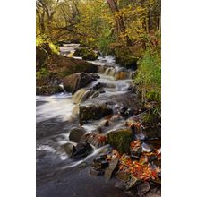 River Bank At Peterson Falls Wall Mural