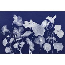 Nasturtium Gathering In Indigo Wall Mural