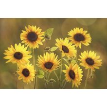 Sun Worshippers Wall Mural