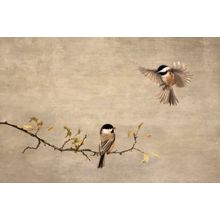 Chickadee Encounter II Wall Mural