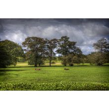 Horses in Green Field Wall Mural