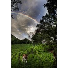 Calf With Green Field And Rainbow Wall Mural