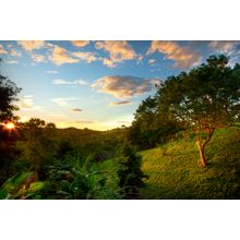 Evening Jungle Trees Wall Mural