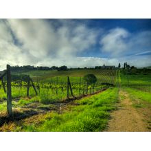 Tuscan Vineyard Wall Mural