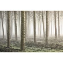 Small Woodland Wall Mural