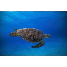 Green Turtle In The Blue Wall Mural
