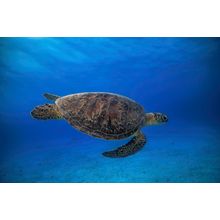 Green Turtle In The Blue Wallpaper Mural