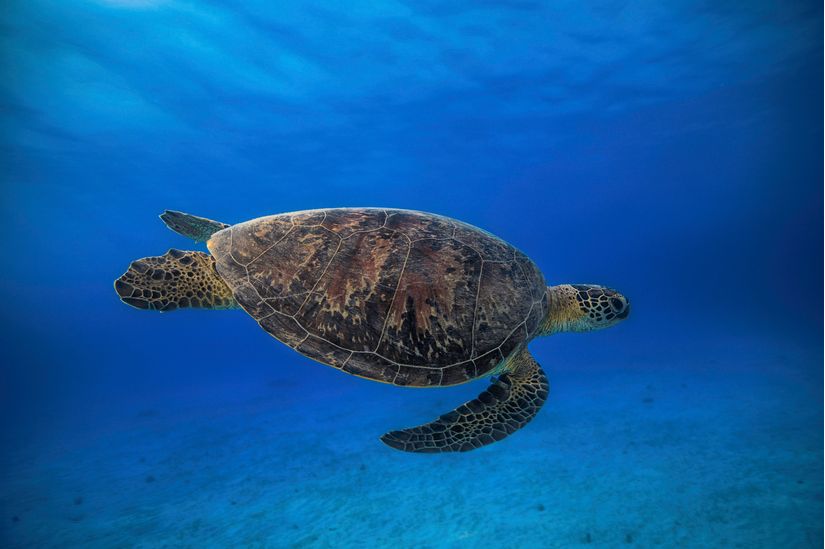 Green Turtle In The Blue - Murals Your Way