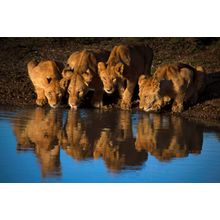 Lions of Mara Wall Mural