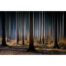 Mystic Wood Wall Mural