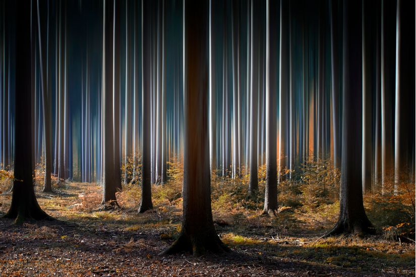 Mystic-Wood-Wall-Mural