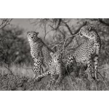 Three Cats Wall Mural
