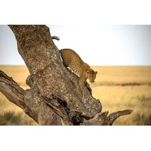 Leopard - Serengheti, Tanzania Wall Mural