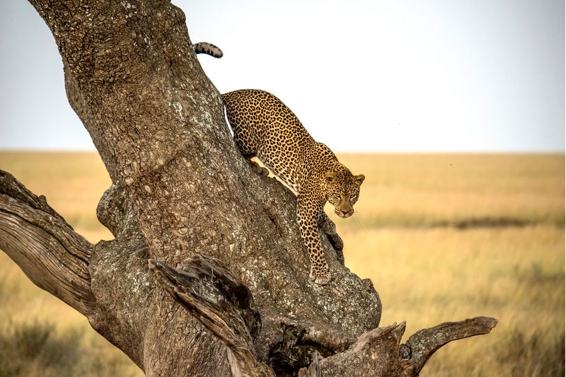 Leopard-Serengheti-Tanzania-Mural-Wallpaper