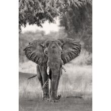 Coming... Wall Mural
