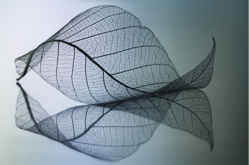 Curvaceousness-Wallpaper-Mural