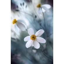 Cosmos Wall Mural
