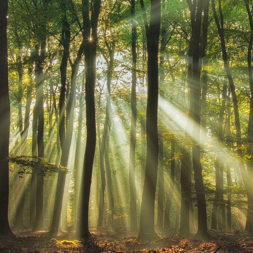 Sunrise-shinning-through-thick-green-forest