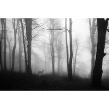 Deer Strolling Through Foggy Forest Wall Mural