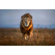 Close Up Portrait Of A Male Lion Wall Mural