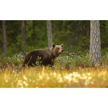 Lone Brown Bear Wall Mural