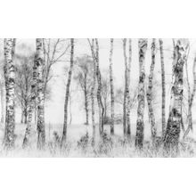 Black And White Trees Wall Mural