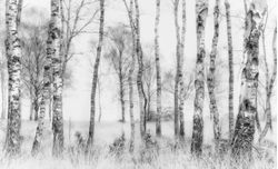 Black-And-White-Trees-Wall-Mural