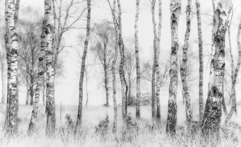 Black-And-White-Trees-Wall-Mural