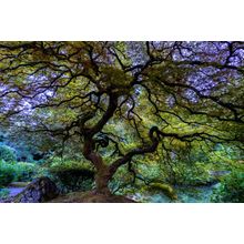 Japanese Maple Wall Mural
