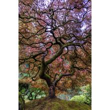 Colorful Japanese Maple Tree Wallpaper Mural