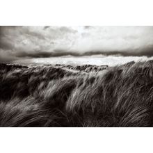 Dunes Of Grass Wall Mural