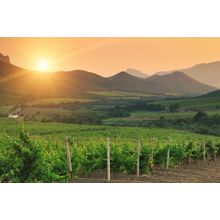 Vineyard At Sunset Wall Mural