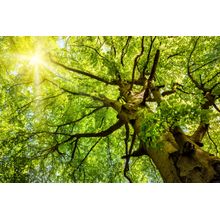 Sun Shining Through Treetops Wall Mural