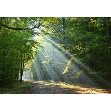 Beautiful Sunbeams In Green Forest Wall Mural