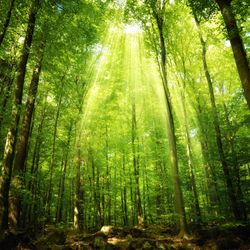 Forest-Sun-Wallpaper-Mural