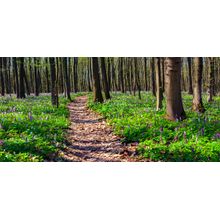 Spring Forest Floor Wall Mural