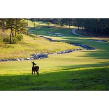 Golf Course Deer Wall Mural