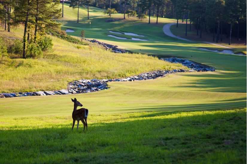Golf-Course-Deer-Wallpaper-Mural