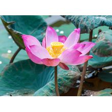 Lotus Flower Blooming Wall Mural
