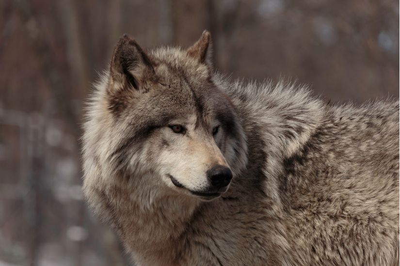 Wolf-Portrait