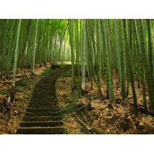 Green Bamboo Path Wall Mural