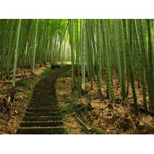 Green Bamboo Path Wallpaper Mural