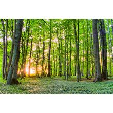 Spring Forest Morning Wall Mural