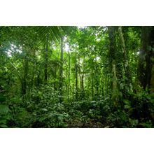 Tropical Rainforest Landscape Amazon Wall Mural