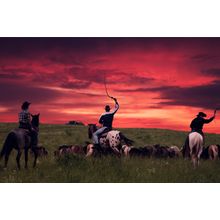 Cowboys Driving A Herd Into The Sunset Wall Mural